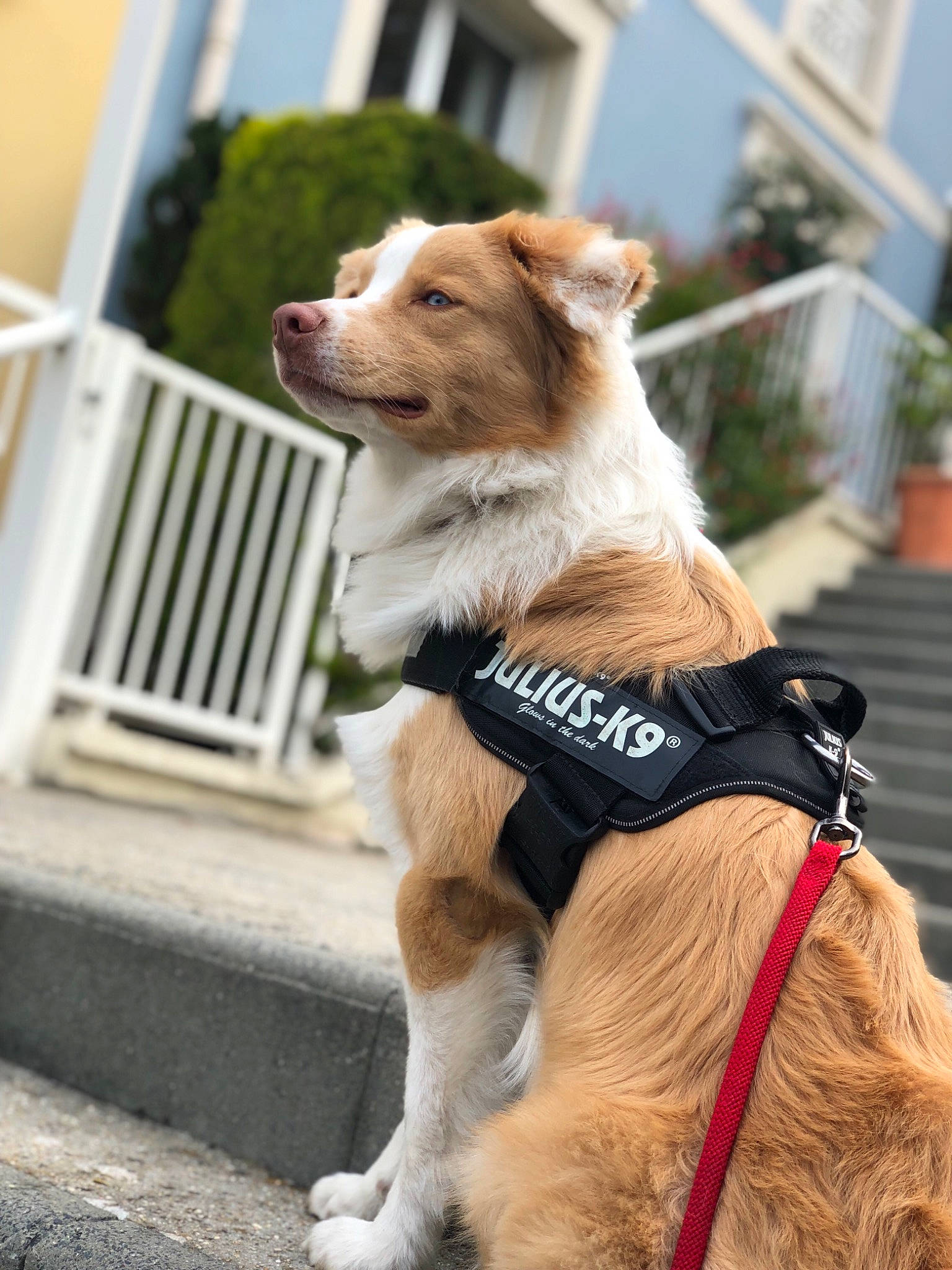 Oakley a rejoint le concours — aidez-le/la à gagner de superbes lots ! adventure, australian_shepherd, basque_shepherd_dog, border_collie, canidae, carnivore, collar, companion_dog, dog, dog_breed, dog_collar, leash, mammal, nova_scotia_duck_tolling_retriever, small_greek_domestic_dog, sporting_group, vertebrate, working_dog