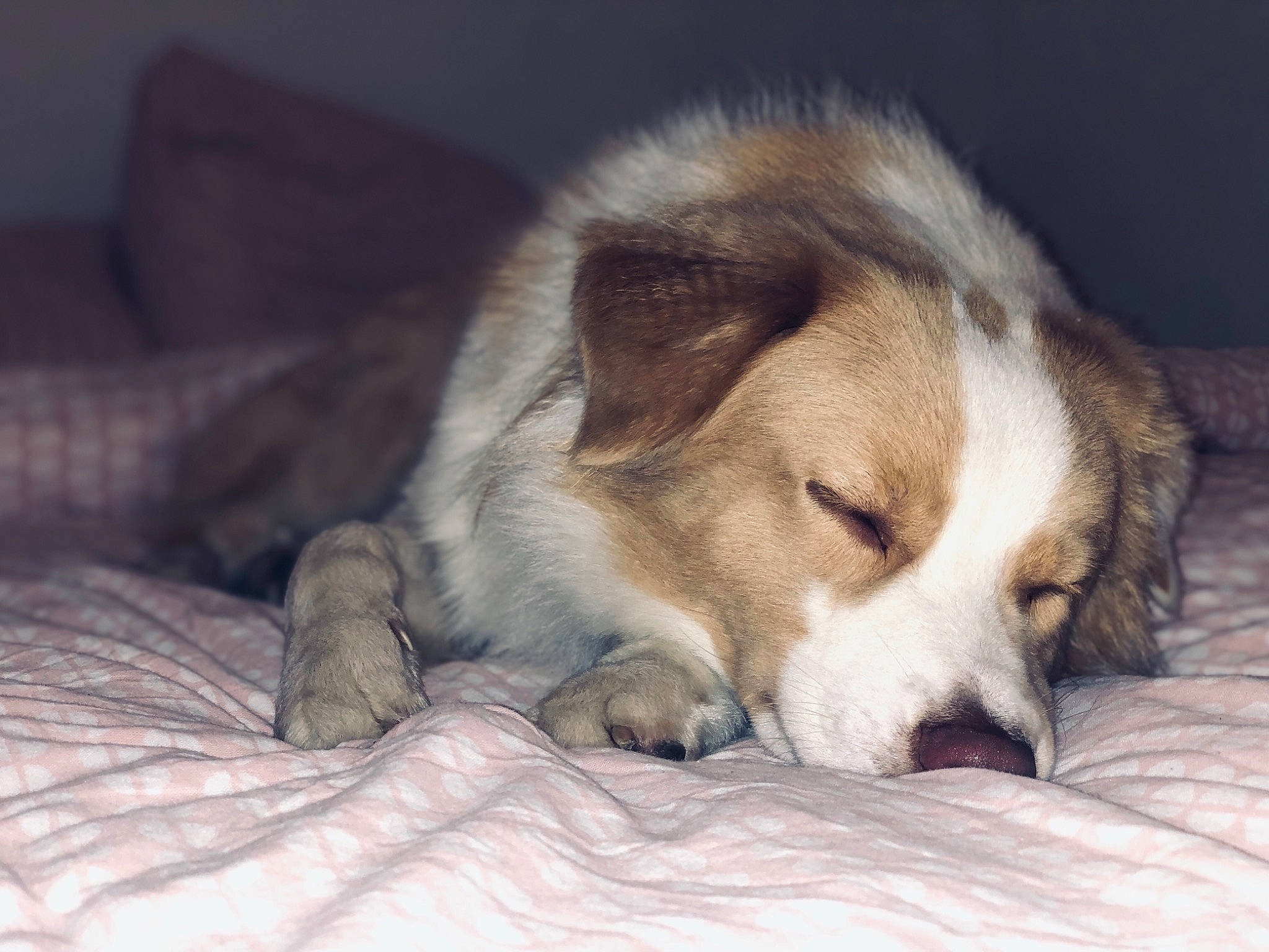 Oakley a rejoint le concours — aidez-le/la à gagner de superbes lots ! canidae, carnivore, companion_dog, dog, dog_breed, mammal, nap, puppy, puppy_love, rare_breed_dog, silken_windhound, sleep, snout, vertebrate, welsh_sheepdog