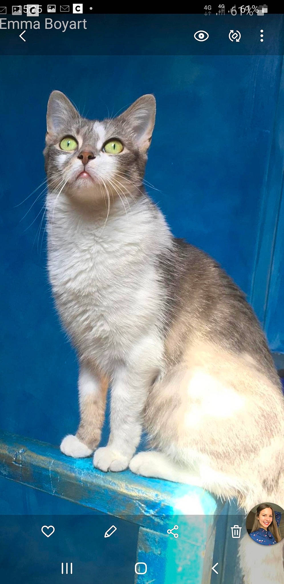 Cybelle a rejoint le concours — aidez-le/la à gagner de superbes lots ! carnivore, cat, cat_supply, curious, domestic_short_haired_cat, felidae, fur, paw, sitting, small_to_medium_sized_cats, snout, tail, terrestrial_animal, whiskers, window