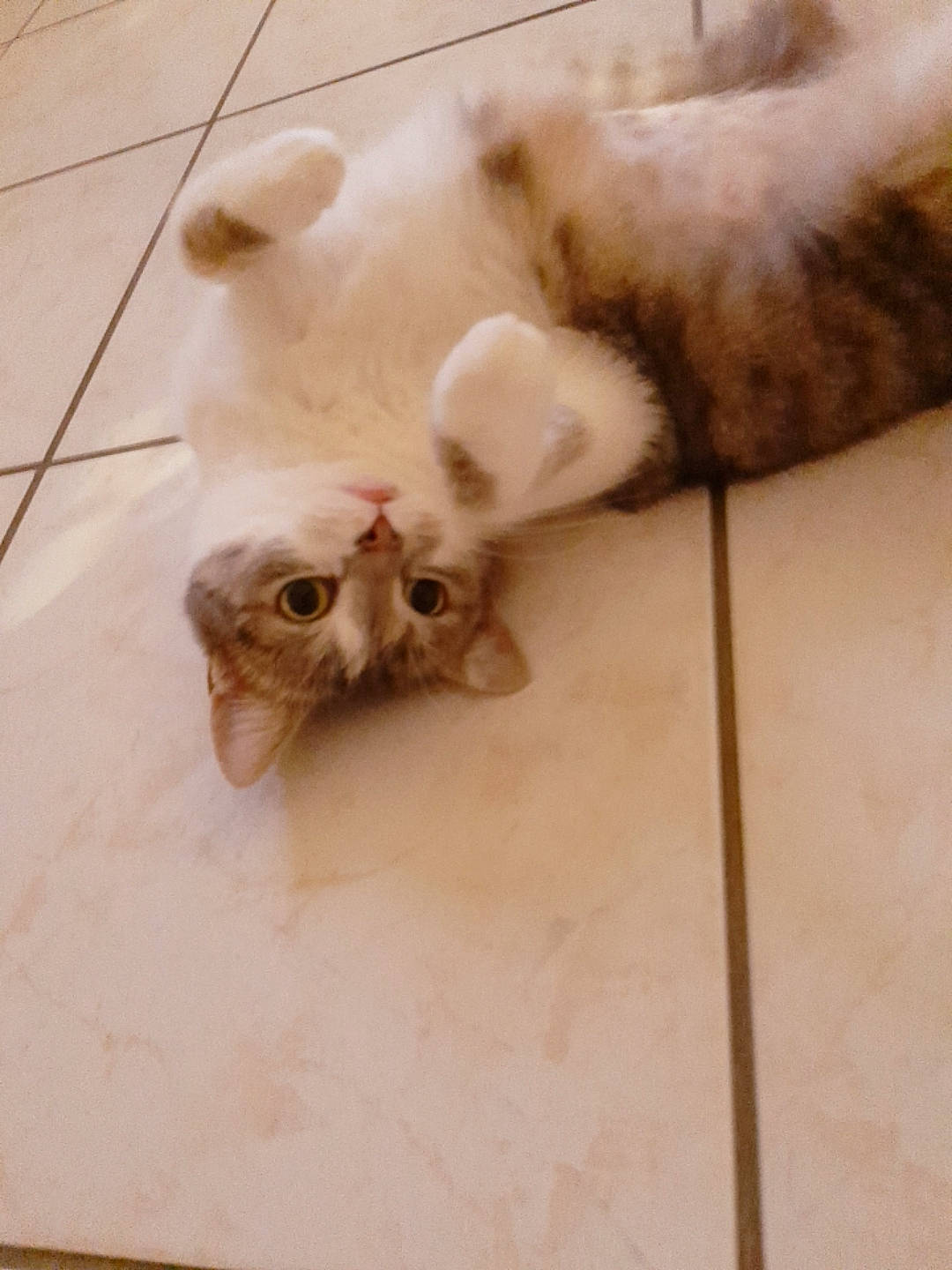 Cybelle participe au concours pour gagner de l'argent avec cette photo : canidae, carnivore, cat, ear, fawn, felidae, flooring, fur, paw, small_to_medium_sized_cats, tail, whiskers