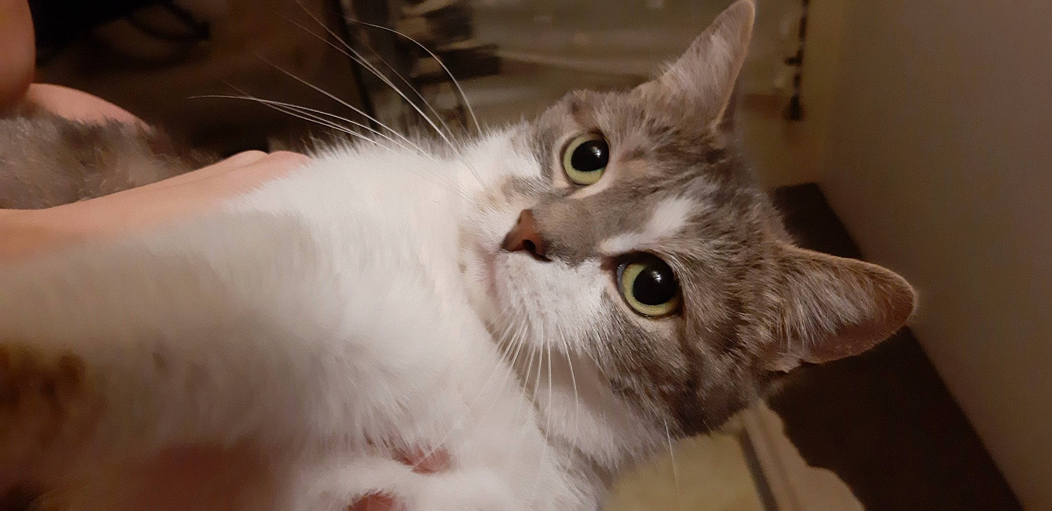 Cybelle participe au concours pour gagner de l'argent avec cette photo : aegean_cat, american_wirehair, asian, australian_mist, british_semi_longhair, burmilla, carnivore, cat, domestic_short_haired_cat, european_shorthair, felidae, fur, kitten, mammal, polydactyl_cat, small_to_medium_sized_cats, snout, whiskers