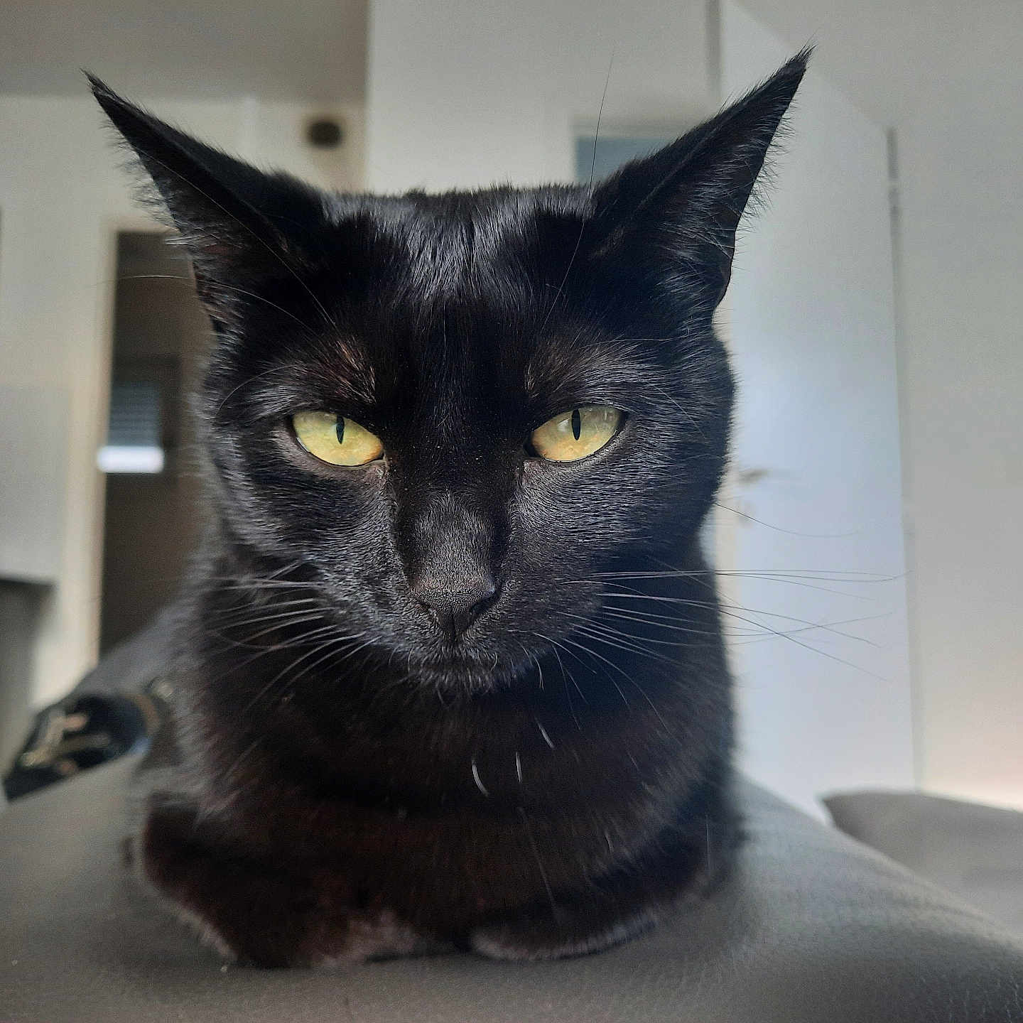 Kira participe au concours pour gagner de l'argent avec cette photo : alert, animal, black_cat, cat, close_up, domestic_cat, ears_up, feline, focused, fur, home, indoor, looking, pet, portrait, relaxed, sitting, soft_light, whiskers, yellow_eyes