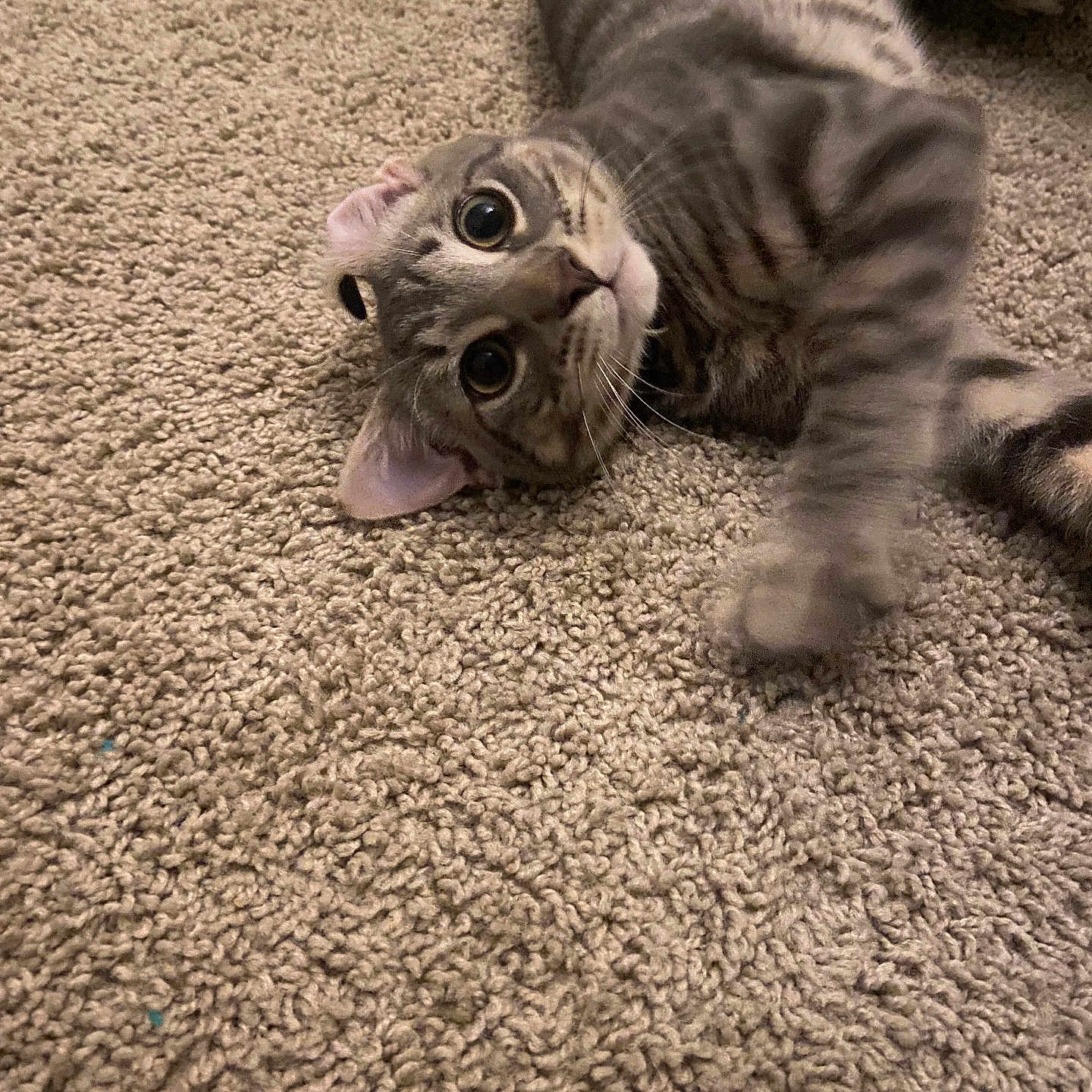 Mochi is registered to the contest to win money with this photo: abyssinian, animal, bodypart, canine, cat, couch, dog, face, hardwood, head, kitten, manx, mouth, person, pet, photography, portrait, puppy, tongue, wood