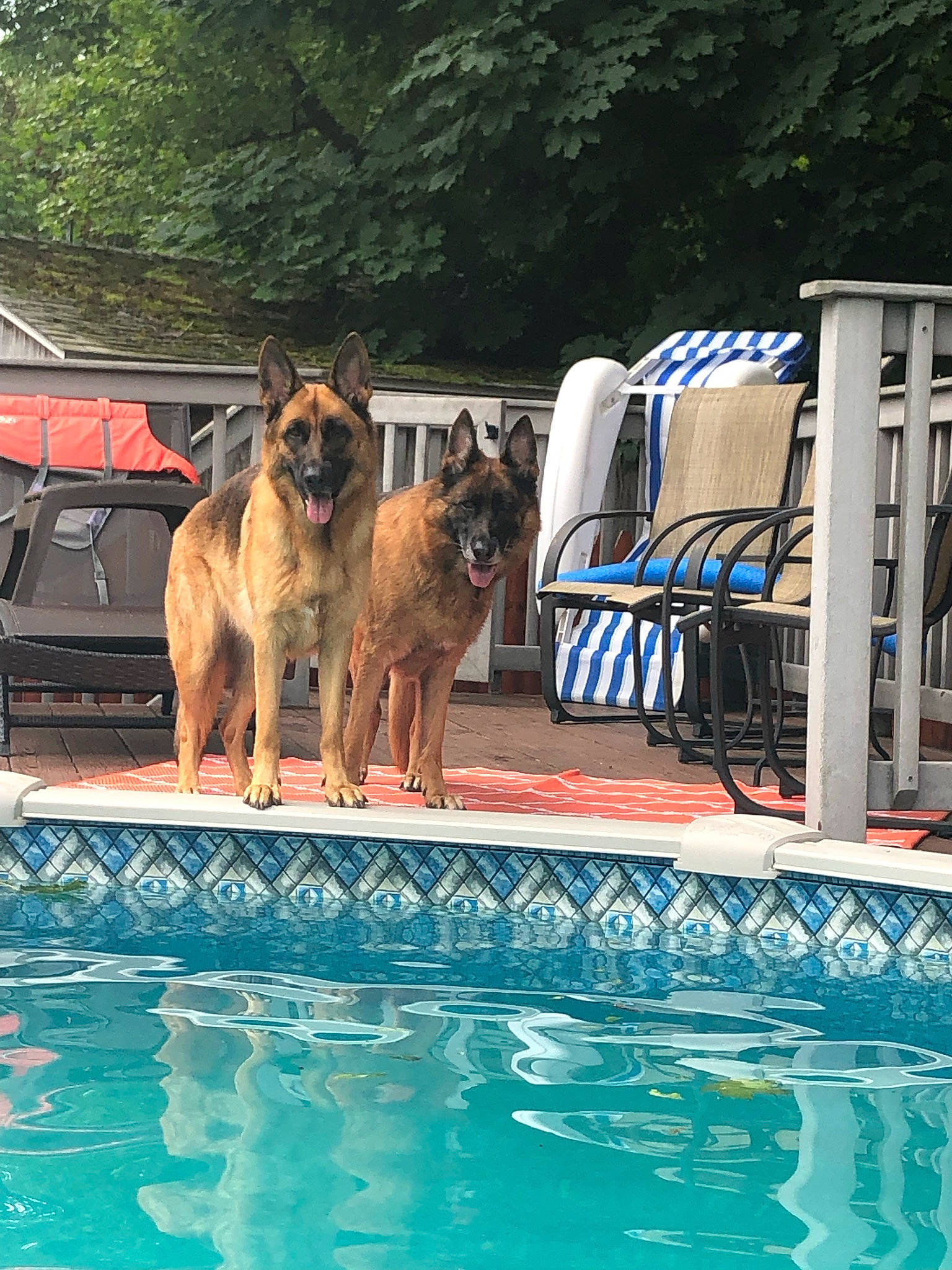 Gava And Ziva is registered to the contest to win money with this photo: canidae, carnivore, chair, companion_dog, dog, dog_breed, fawn, fun, guard_dog, leisure, outdoor_furniture, recreation, resort_town, sporting_group, swimming_pool, tree, water, working_animal, working_dog