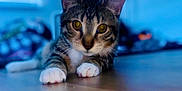 Buddha joined the competition — help win amazing prizes! cat, tabby, indoor, floor, wooden_floor, pet, animal, feline, whiskers, paws, golden_eyes, closeup, blurred_background, cute, lying_down, domestic_cat, fur, ears, relaxed, home