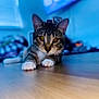cat, tabby, indoor, floor, wooden_floor, pet, animal, feline, whiskers, paws, golden_eyes, closeup, blurred_background, cute, lying_down, domestic_cat, fur, ears, relaxed, home