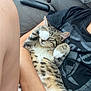 Buddha joined the competition — help win amazing prizes! cat, tabby, sleeping, paw, couch, person, arm, relaxing, indoor, fur, whiskers, striped, cute, pet, nap, resting, domestic_animal, cozy, comfort, home