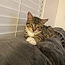 Buddha is registered to the contest to win money with this photo: cat, tabby_cat, pet, feline, animal, indoor, resting, blanket, couch, window_blinds, fur, whiskers, paws, sleepy, cozy, domestic, relaxed, living_room, household, cute