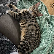 Buddha joined the competition — help win amazing prizes! cat, tabby, pet, feline, animal, relaxed, blanket, green_blanket, leather, armrest, fur, paw, whiskers, indoor, floor, wooden_floor, striped, cute, resting, cozy