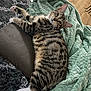 cat, tabby, pet, feline, animal, relaxed, blanket, green_blanket, leather, armrest, fur, paw, whiskers, indoor, floor, wooden_floor, striped, cute, resting, cozy