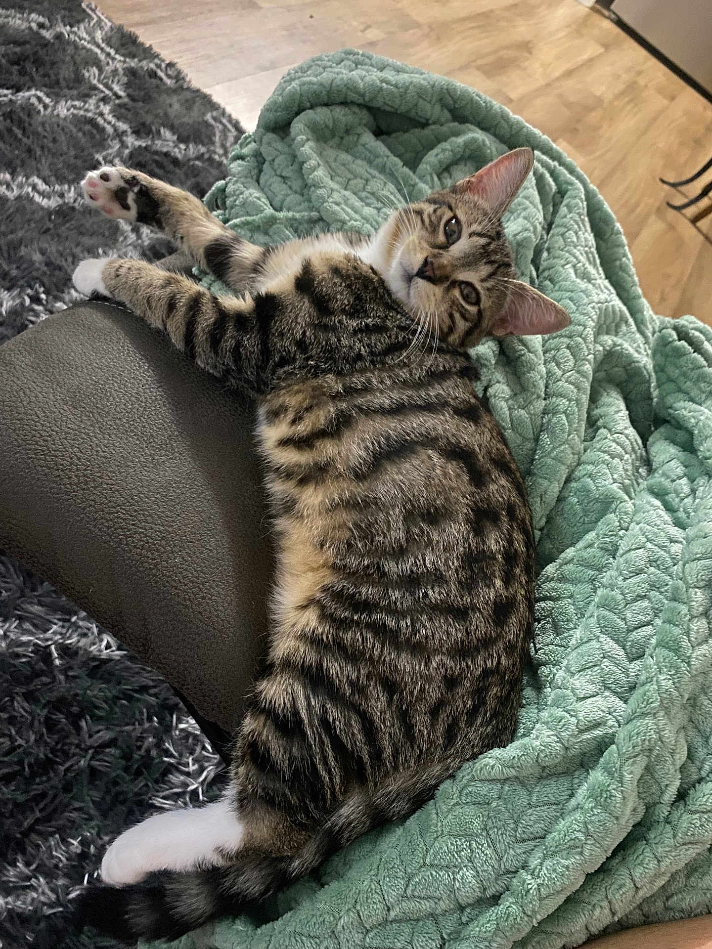 Buddha joined the competition — help win amazing prizes! cat, tabby, pet, feline, animal, relaxed, blanket, green_blanket, leather, armrest, fur, paw, whiskers, indoor, floor, wooden_floor, striped, cute, resting, cozy