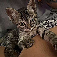 Dydy participe au concours pour gagner de l'argent avec cette photo : animal, cat, claws, closeup, curious, cute, fabric, fur, indoor, kitten, legs, pattern, paw, person, pet, resting, skin, striped, tabby, tattoo