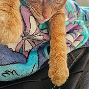 Meeko is registered to the contest to win money with this photo: cat, orange_cat, tabby, feline, sleeping, sleepy, face, paw, whiskers, pink_nose, fur, striped_fur, blanket, colorful_blanket, cozy, indoor, close_up, portrait, resting, cute