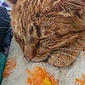 Meeko is registered to the contest to win money with this photo: cat, ginger_cat, sleeping, sleepy, close_up, furry, whiskers, ears, nose, face, orange_fur, white_fur, tabby, pet, cozy, blanket, soft, indoors, relaxed, cute