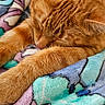 Meeko is registered to the contest to win money with this photo: cat, orange_cat, sleeping, sleepy, pet, feline, fur, whiskers, ears, paws, curled_up, resting, cozy, blanket, colorful_blanket, indoors, close_up, portrait, relaxed, cute