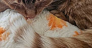Meeko joined the competition — help win amazing prizes! cat, brown_cat, fluffy, fur, paw, tail, grooming, licking, sleepy, cozy, blanket, orange_and_white, close_up, pet, animal, indoors, soft_texture, resting, whiskers, cute