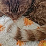 cat, brown_cat, fluffy, fur, paw, tail, grooming, licking, sleepy, cozy, blanket, orange_and_white, close_up, pet, animal, indoors, soft_texture, resting, whiskers, cute