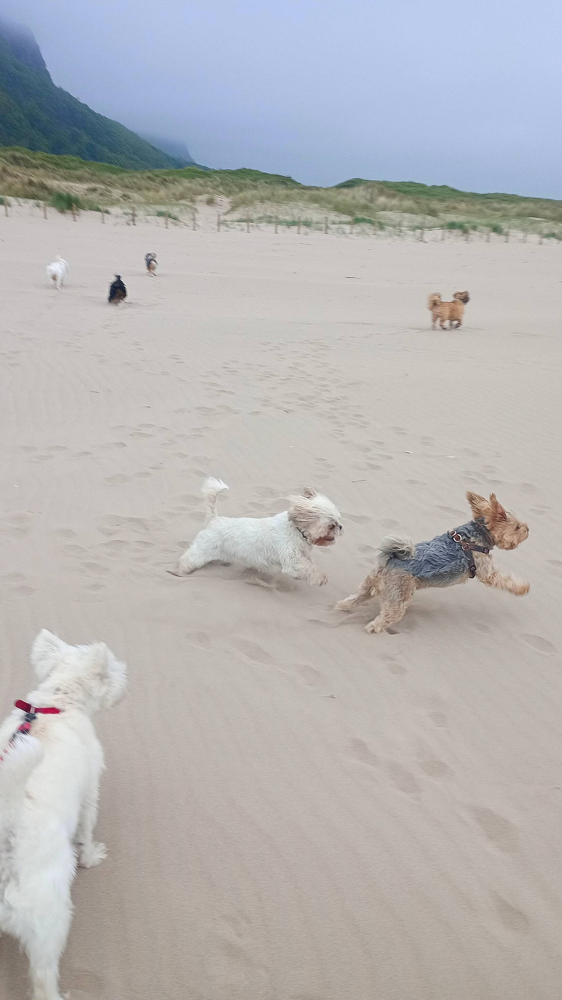 Luna is registered to the contest to win money with this photo: beach, body_of_water, carnivore, cloud, coast, dog, dog_breed, horizon, landscape, mammal, morning, natural_environment, ocean, polar_ice_cap, sand, sky, white, wind_wave, winter, working_animal