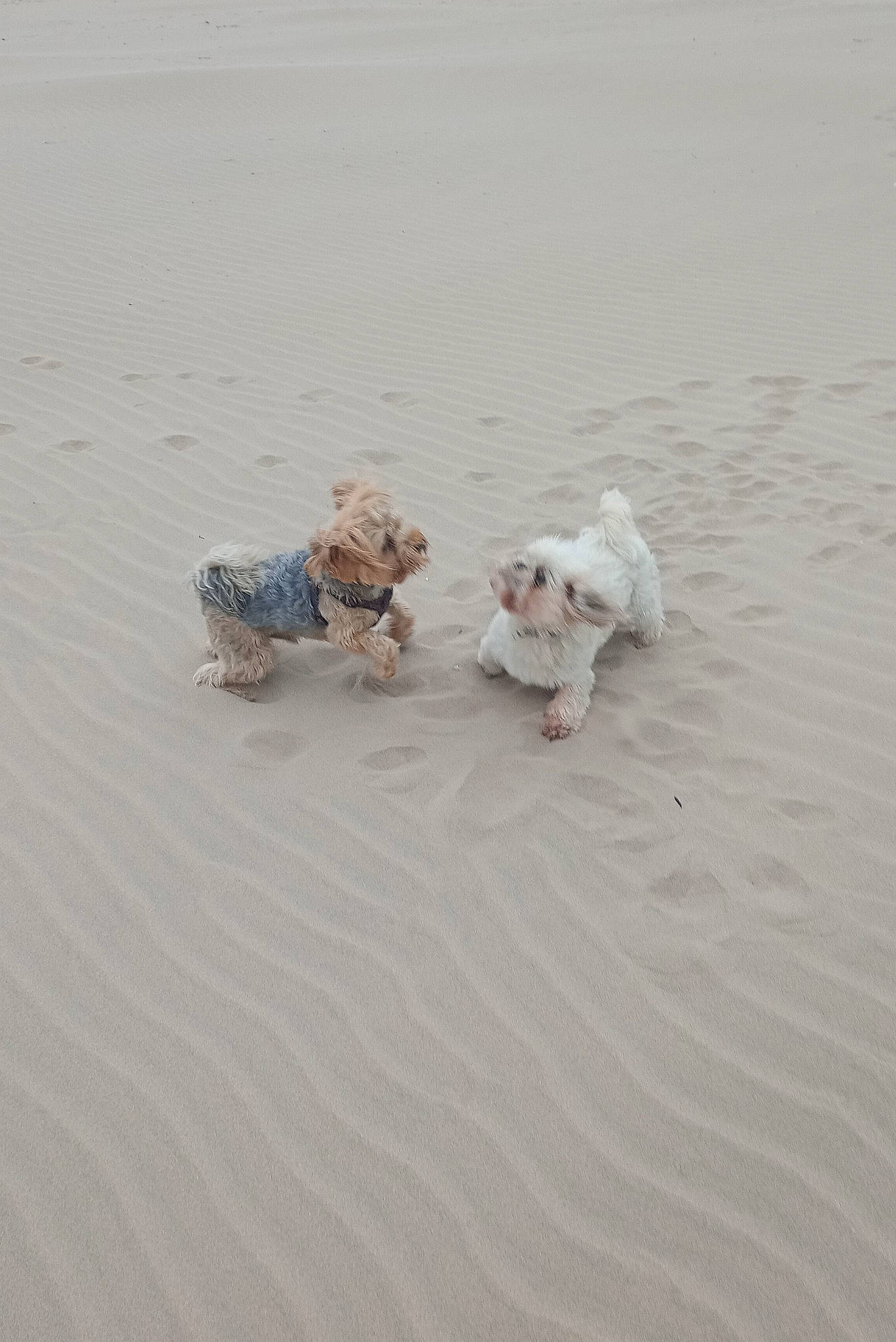 Luna joined the competition — help win amazing prizes! aeolian_landform, canidae, carnivore, companion_dog, dog, dog_breed, fawn, fun, grey, landscape, ocean, paw, sand, singing_sand, sitting, sporting_group, tail, toy, toy_dog, wood