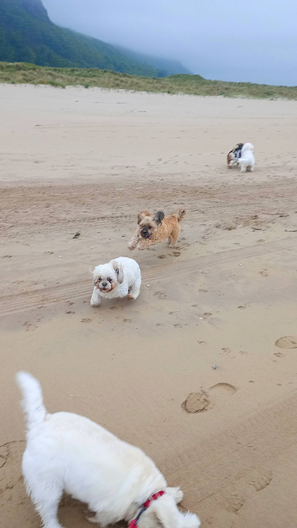 Luna joined the competition — help win amazing prizes! beach, canidae, carnivore, cloud, coast, companion_dog, dog, dog_breed, fawn, landscape, mammal, mountain, ocean, sand, shore, sky, soil, sporting_group, vertebrate, working_animal