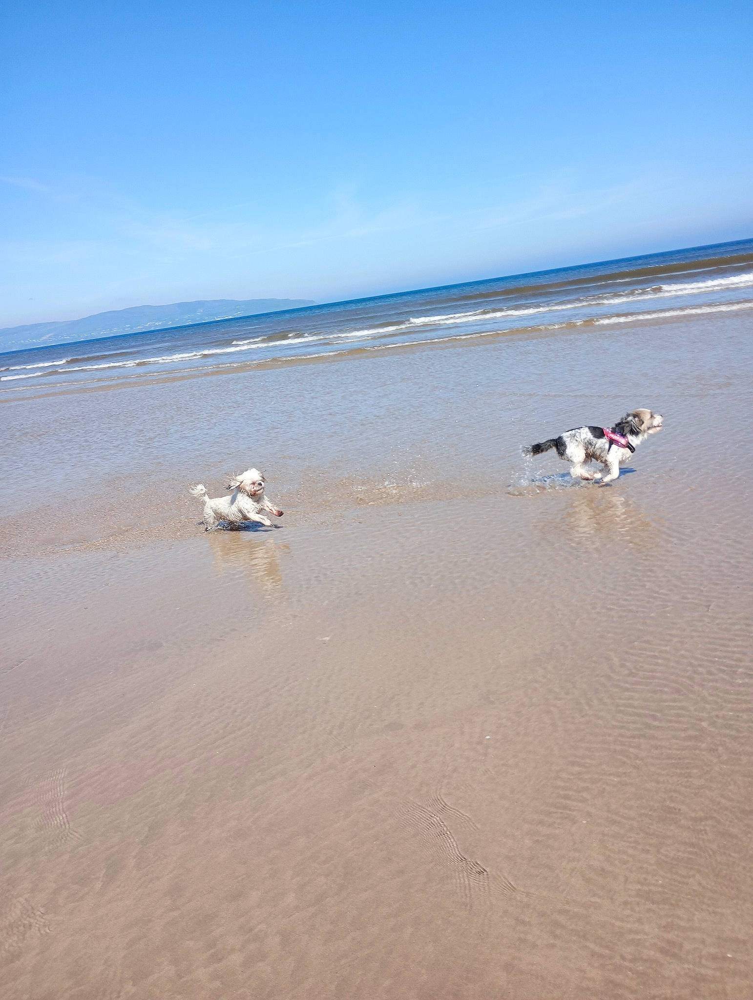 Luna is registered to the contest to win money with this photo: beach, cloud, coast, coastal_and_oceanic_landforms, dog, fun, holiday, horizon, lake, landscape, ocean, sand, shoal, singing_sand, sky, water, wave, wind, wind_wave, wood