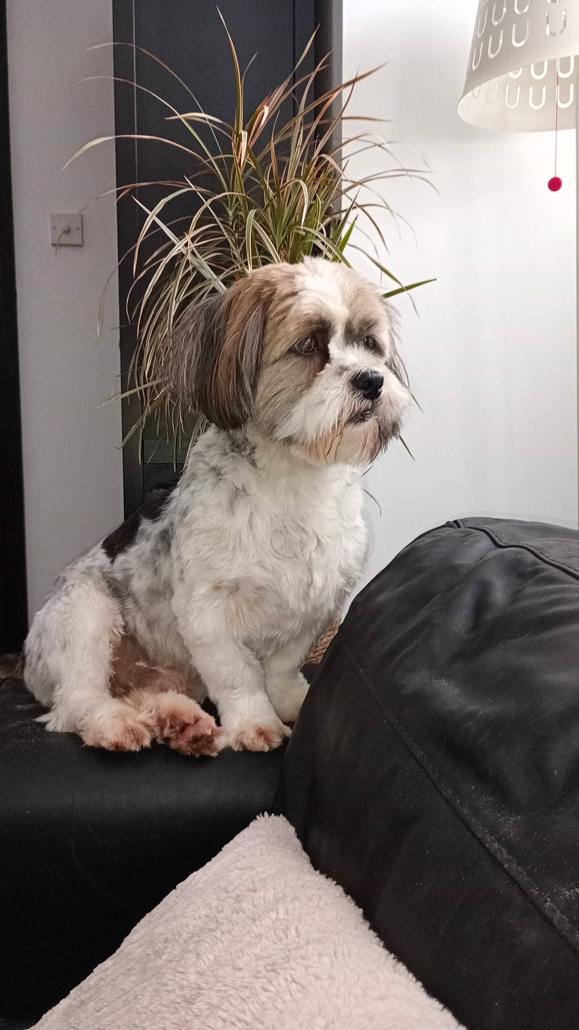 Teddy is registered to the contest to win money with this photo: canidae, carnivore, comfort, companion_dog, dog, dog_breed, dog_supply, fawn, fur, liver, mal_shi, maltepoo, shih_poo, shih_tzu, small_terrier, snout, sporting_group, terrier, toy_dog, working_animal