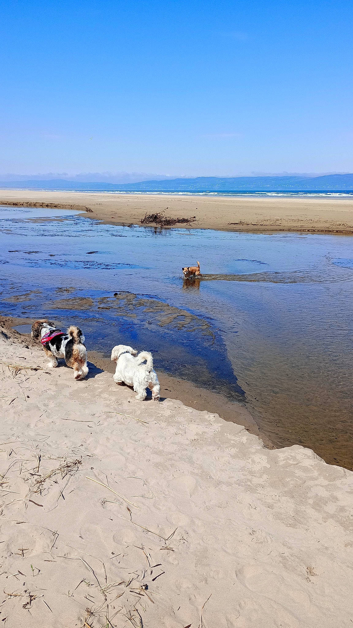 Teddy is registered to the contest to win money with this photo: beach, coast, coastal_and_oceanic_landforms, dog, freezing, horizon, lacustrine_plain, lake, landscape, natural_landscape, ocean, reservoir, rock, sand, shore, sky, water, wetland, wind_wave, working_animal