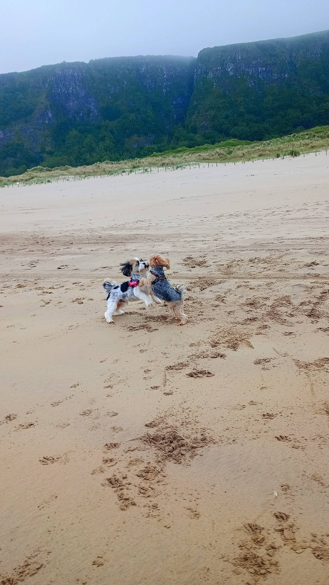 Teddy joined the competition — help win amazing prizes! beach, coast, ecoregion, fun, grass, grassland, landscape, leisure, mountain, ocean, plain, plant, recreation, sand, shore, sky, soil, travel, tree, working_animal