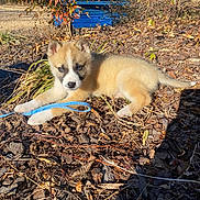 Lil Bear is registered to the contest to win money with this photo: puppy, dog, leash, outdoor, sunlight, plants, mulch, dry_leaves, blue, young_animal, pet, fur, ears, tail, ground, nature, animal, daylight, cute, resting