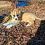 puppy, dog, leash, outdoor, sunlight, plants, mulch, dry_leaves, blue, young_animal, pet, fur, ears, tail, ground, nature, animal, daylight, cute, resting