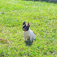 Nova is registered to the contest to win money with this photo: dog, french_bulldog, grass, outdoor, pet, sunlight, fence, yard, sitting, animal, cute, tongue_out, black_and_white, canine, nature, summer, daylight, small_dog, greenery, backyard