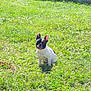 dog, french_bulldog, grass, outdoor, pet, sunlight, fence, yard, sitting, animal, cute, tongue_out, black_and_white, canine, nature, summer, daylight, small_dog, greenery, backyard
