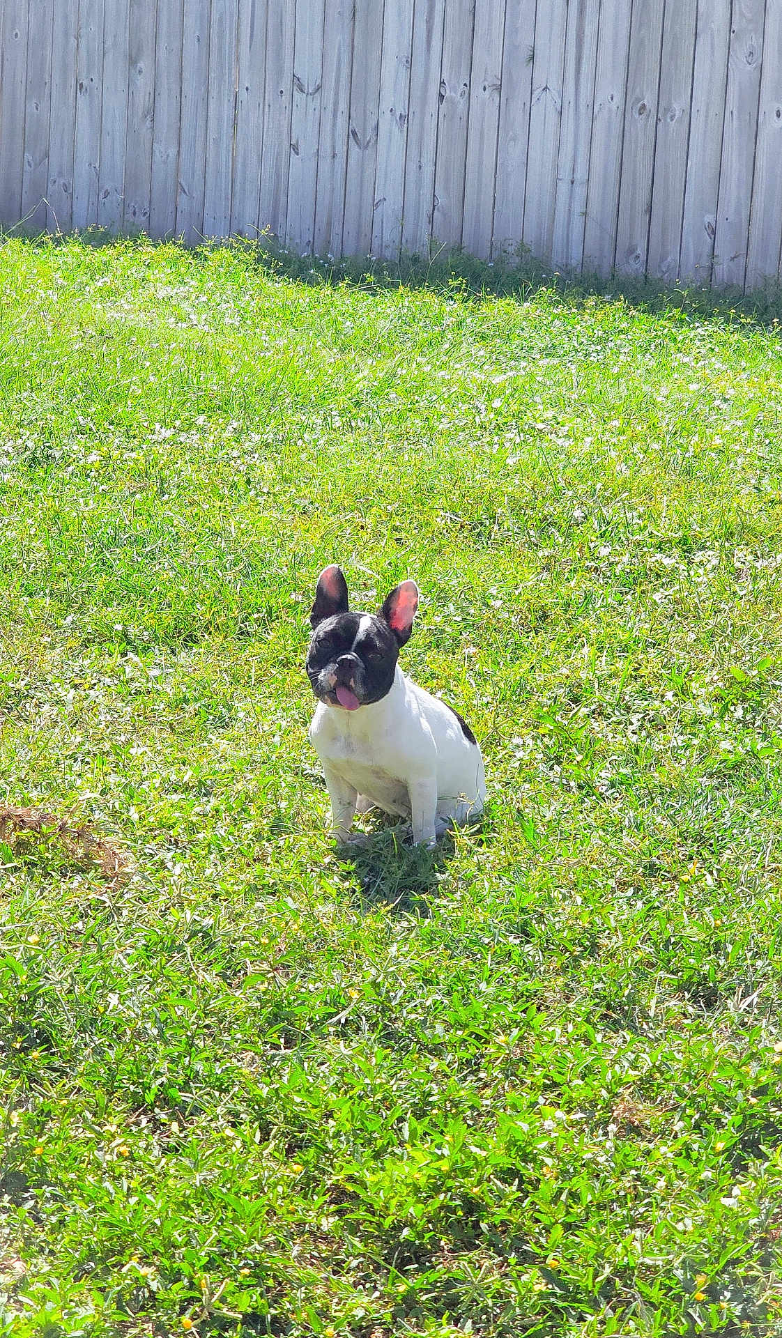 Nova is registered to the contest to win money with this photo: dog, french_bulldog, grass, outdoor, pet, sunlight, fence, yard, sitting, animal, cute, tongue_out, black_and_white, canine, nature, summer, daylight, small_dog, greenery, backyard