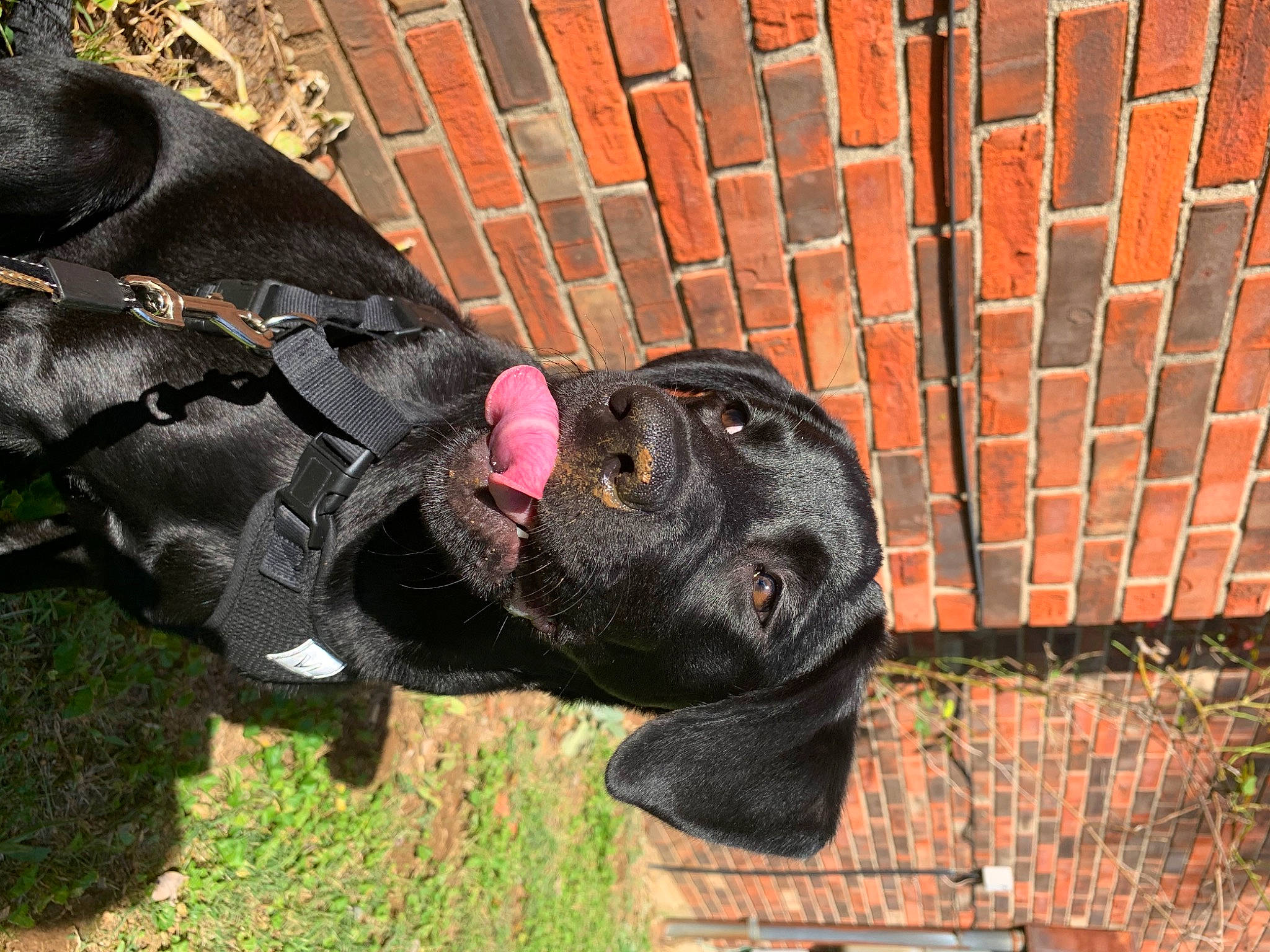 Medusa is registered to the contest to win money with this photo: brick, brickwork, carnivore, collar, companion_dog, dog, dog_breed, dog_collar, fur, grass, liver, pet_supply, plant, sculpture, snout, sporting_group, tail, terrestrial_animal, wood, working_animal