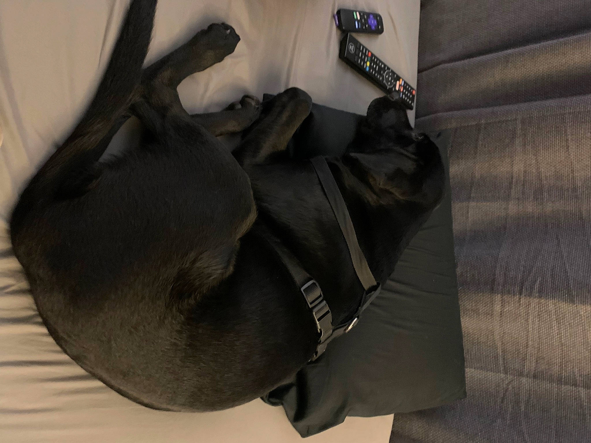 Medusa is registered to the contest to win money with this photo: bag, baggage, comfort, fashion_accessory, fiber, grey, leather, liver, luggage_and_bags, personal_protective_equipment, safety_glove, shadow, shoulder_bag, strap, working_animal