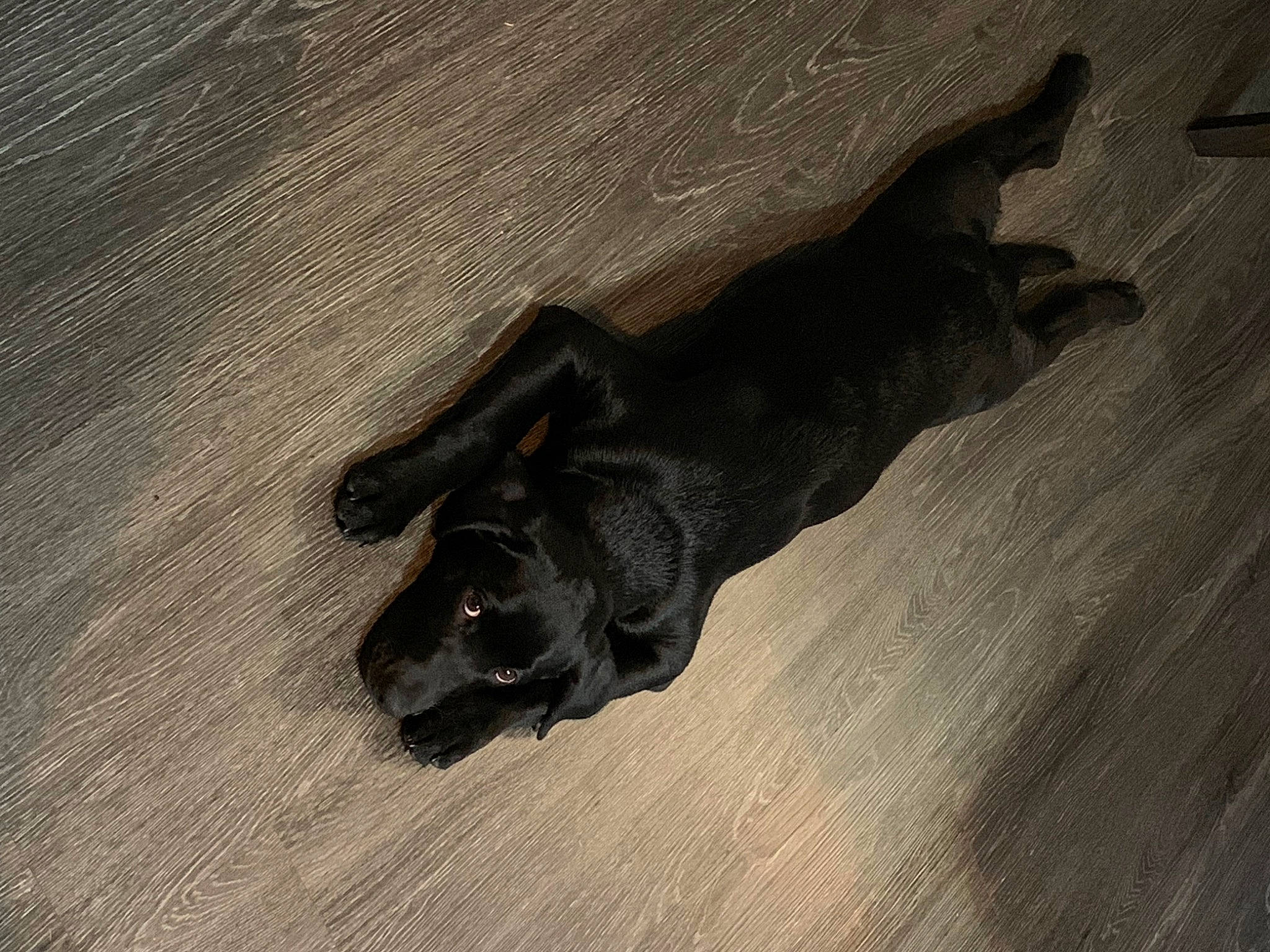 Medusa joined the competition — help win amazing prizes! bat, carnivore, companion_dog, dog, dog_breed, floor, flooring, fur, guard_dog, hardwood, laminate_flooring, liver, paw, shadow, sporting_group, tail, wood, wood_flooring, wood_stain, working_animal