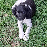 Apollon participe au concours pour gagner de l'argent avec cette photo : adorable, animal, black_and_white, canine, cute, dog, ears, eyes, fur, grass, laying_down, muzzle, nature, outdoor, paws, pet, playful, puppy, summer, young