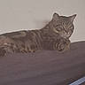 animal, bed, cat, claws, ears, feline, fur, furniture, household, indoor, laying, looking, mammal, pet, relaxed, resting, striped, tabby_cat, tail, whiskers