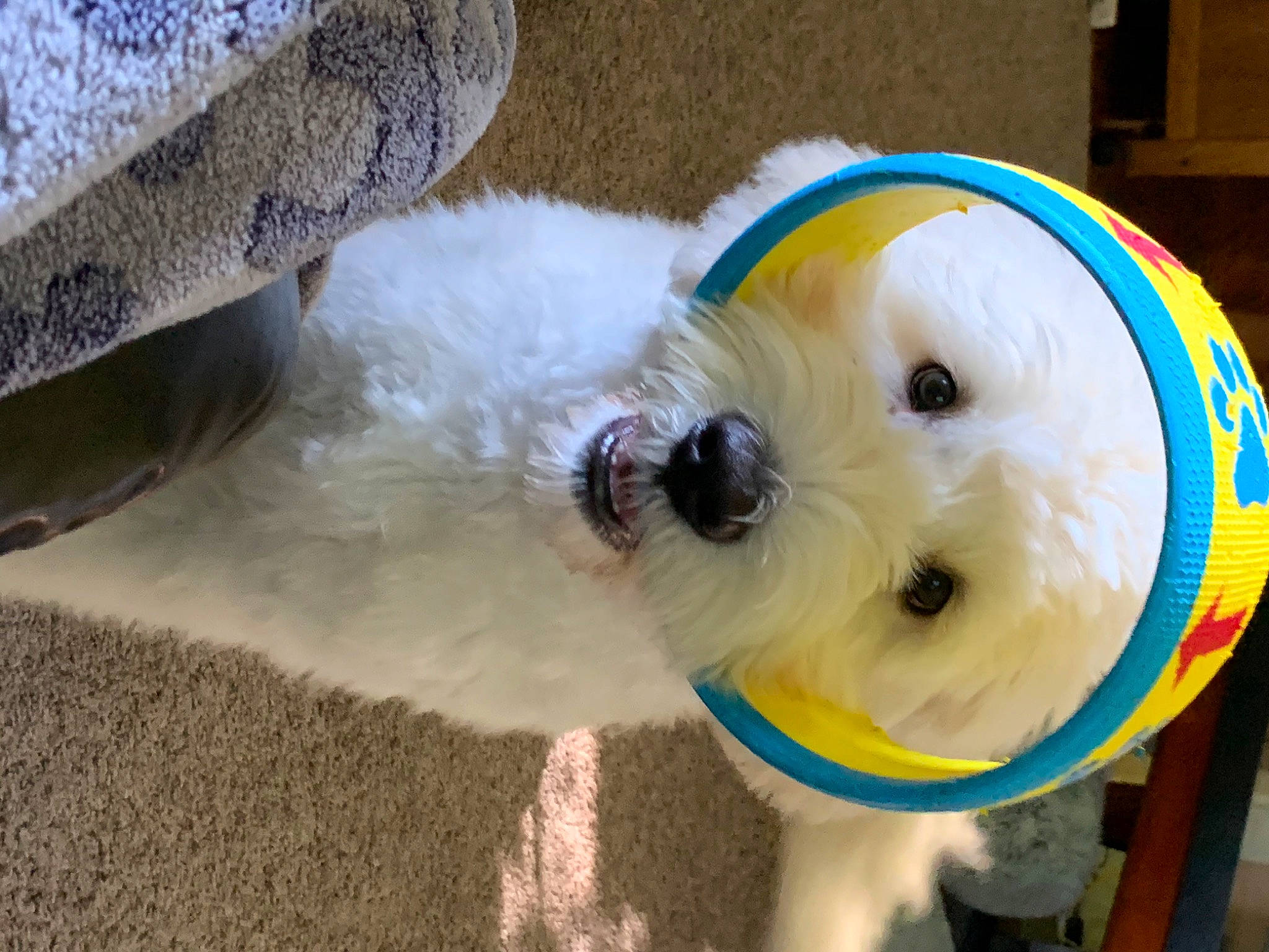 Kyro joined the competition — help win amazing prizes! bichon, canidae, carnivore, companion_dog, dog, dog_breed, maltese, non_sporting_group, puppy, rare_breed_dog, toy_dog