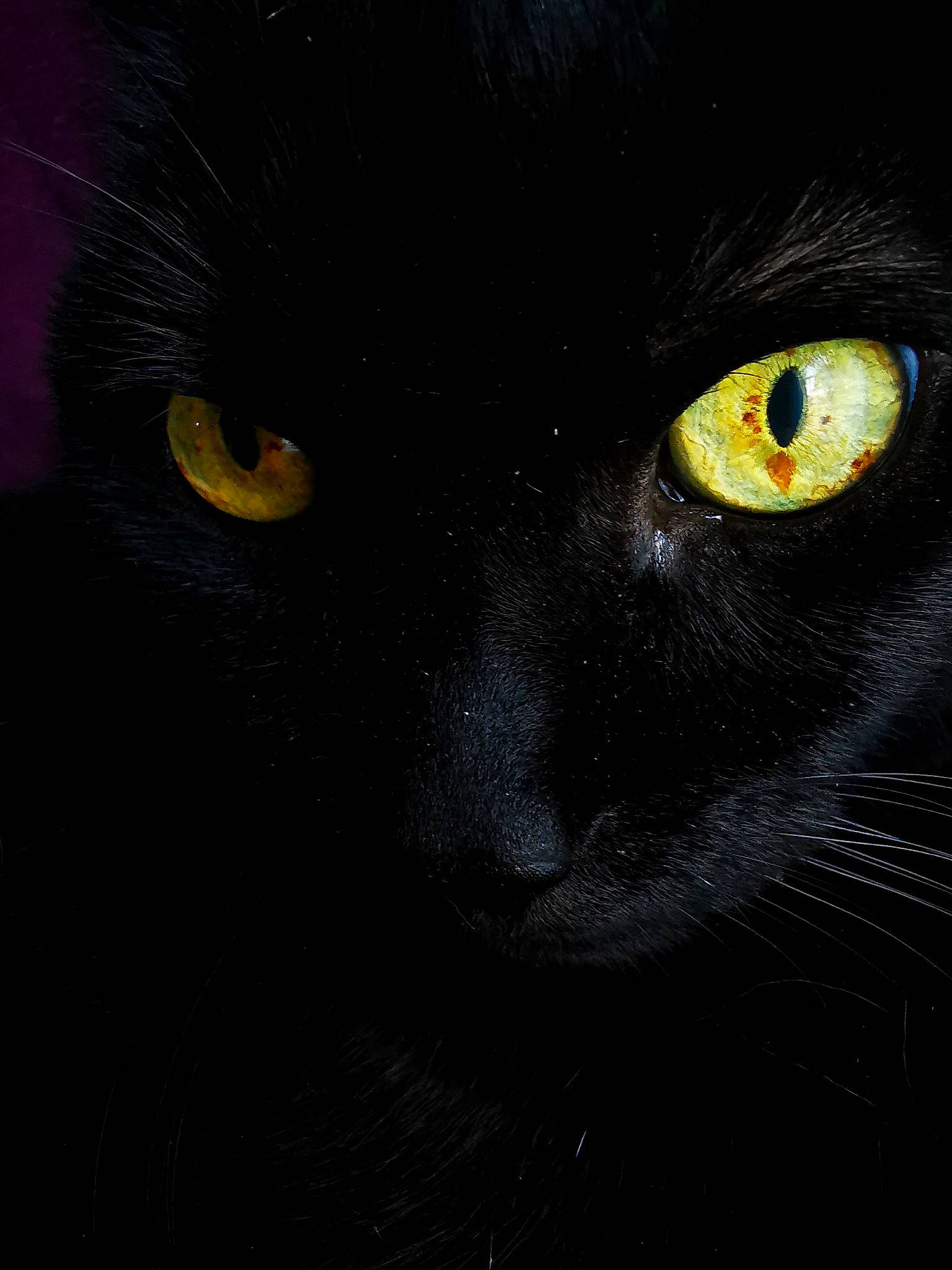 Kera participe au concours pour gagner de l'argent avec cette photo : black, black_and_white, black_cat, bombay, carnivore, cat, close_up, darkness, ear, eye, felidae, iris, nose, organ, small_to_medium_sized_cats, snout, whiskers