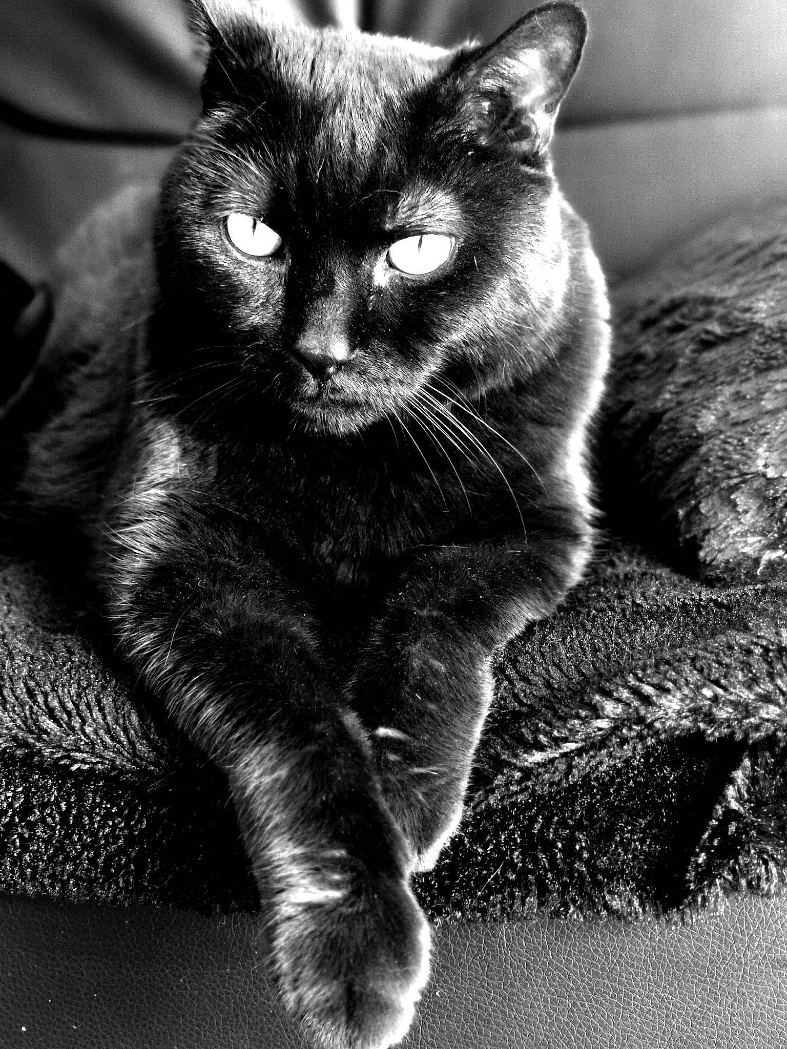 Kera a rejoint le concours — aidez-le/la à gagner de superbes lots ! asian, black, black_and_white, black_cat, carnivore, cat, chartreux, claw, domestic_short_haired_cat, eye, felidae, fur, monochrome, monochrome_photography, nebelung, photography, small_to_medium_sized_cats, snout, style, whiskers