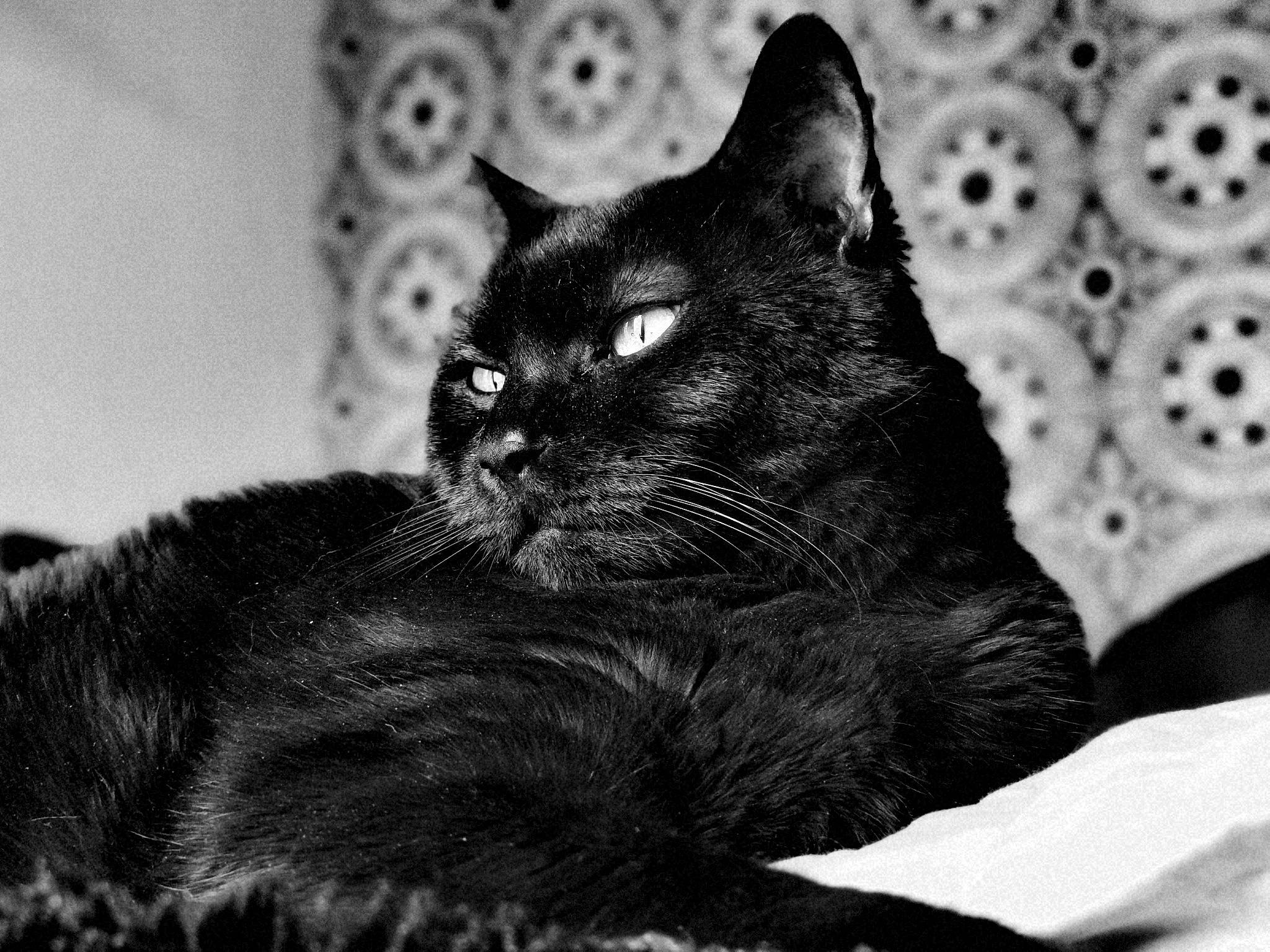 Kera participe au concours pour gagner de l'argent avec cette photo : asian, black, black_and_white, black_cat, carnivore, cat, domestic_short_haired_cat, eye, felidae, fur, kitten, mammal, monochrome, monochrome_photography, photography, small_to_medium_sized_cats, snout, style, whiskers