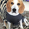 beagle, dog, pet, animal, sitting, clothing, shirt, blanket, zebra_pattern, indoor, cute, ears, face, fur, paw, brown, white, portrait, domestic, cozy