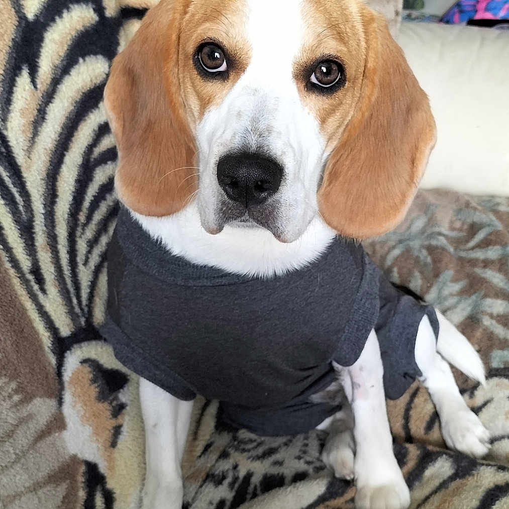 Véra participe au concours pour gagner de l'argent avec cette photo : beagle, dog, pet, animal, sitting, clothing, shirt, blanket, zebra_pattern, indoor, cute, ears, face, fur, paw, brown, white, portrait, domestic, cozy