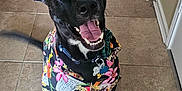 Akula joined the competition — help win amazing prizes! animal, black_dog, canine, collar, cute, dog, domestic, ears_up, excited, floral_shirt, hallway, happy, indoor, pet, playful, sitting, smiling, tag, tile_floor, tongue_out