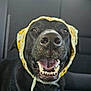 animal, backseat, black_dog, canine, car_interior, close_up, collar, daytime, dog, domestic_animal, happy, knitted_bonnet, leash, mouth_open, pet, portrait, seat, smiling, teeth, window