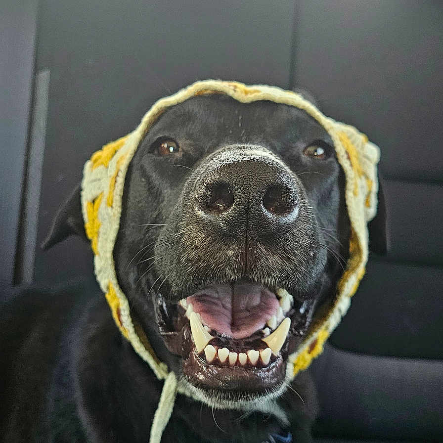 Akula is registered to the contest to win money with this photo: animal, backseat, black_dog, canine, car_interior, close_up, collar, daytime, dog, domestic_animal, happy, knitted_bonnet, leash, mouth_open, pet, portrait, seat, smiling, teeth, window