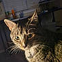 cat, tabby, indoor, pet, close_up, whiskers, collar, moon_tag, fur, curious, animal, domestic_cat, face, ears, eyes, household, lighting, shadow, background, feline