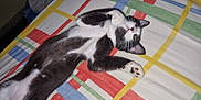 Oreo participe au concours pour gagner de l'argent avec cette photo : cat, kitten, black_and_white, pet, indoor, bed, bedding, colorful, striped, relaxed, stretching, paw, whiskers, fur, animal, cute, young, sleepy, comfort, domestic