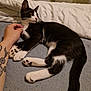 Oreo participe au concours pour gagner de l'argent avec cette photo : cat, black_and_white, pet, tattoo, hand, bed, blanket, indoor, feline, relaxed, animal, paw, fur, resting, comfort, domestic, cute, whiskers, tail, sleepy